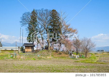 春の大塚神社・耳塚【安曇野市穂高】 春の大塚神社・耳塚【安曇野市穂高】 101785955