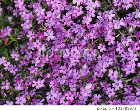 日陰で満開に咲く可愛い芝桜の花 101785973