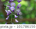 ふじ 101786150