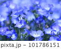 ネモフィラ 101786151