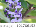 フジ 101786152