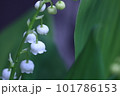 すずらん 101786153