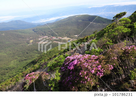 初夏の韓国岳から眺めるえびの高原 初夏の韓国岳から眺めるえびの高原 101786231