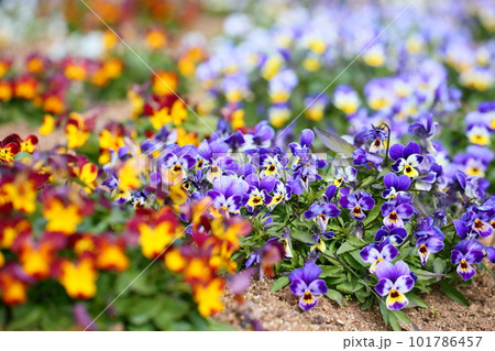 ビオラの花 101786457