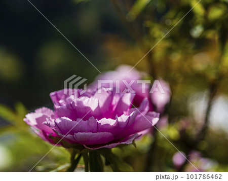赤紫の牡丹の花が咲いている 101786462