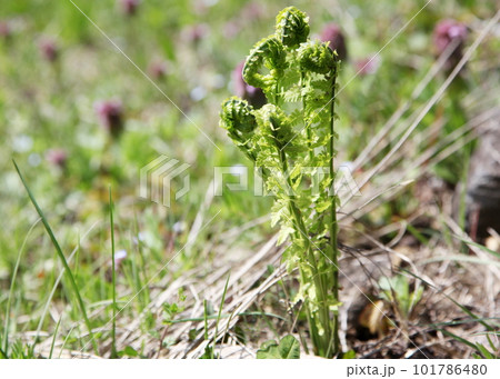 山菜のクサソテツ（こごみ） 101786480