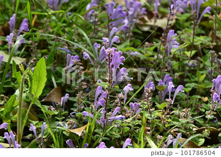 タツナミソウの花・立浪草 タツナミソウの花・立浪草 101786504