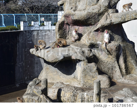 市川市動植物園、猿山 101786567