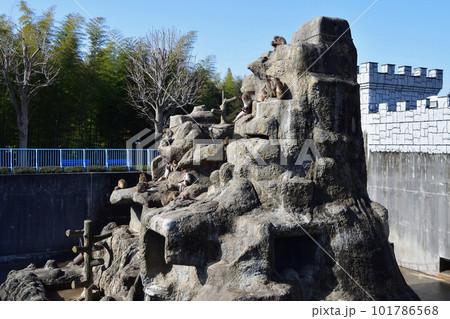 市川市動植物園、猿山 市川市動植物園、猿山 101786568