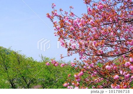 城見台桜園 城見台桜園 101786718