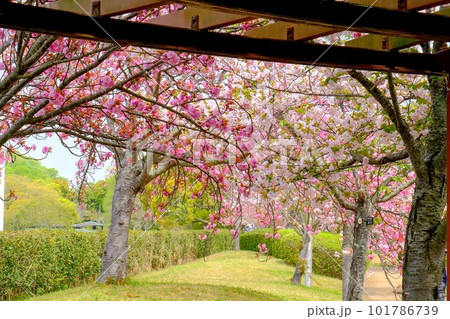 やなせ苑桜 101786739