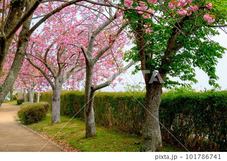 やなせ苑桜 101786741