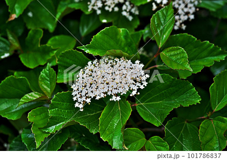 白いハクサンボクの花(春、四月) 白いハクサンボクの花(春、四月) 101786837