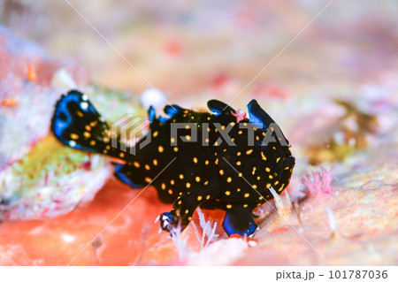クマドリカエルアンコウ クマドリカエルアンコウ 101787036