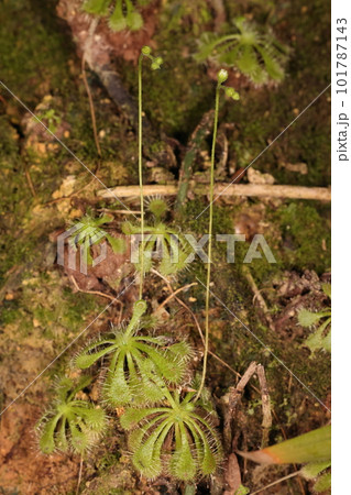 自然　植物　コモウセンゴケ、緑色が鮮やかな葉。赤い葉も緑の葉も同じコモウセンゴケです 101787143