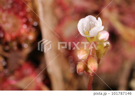 自然 植物 コモウセンゴケ、葉の色に関係なく開花するようです。赤い葉をバックに白い花 自然 植物 コモウセンゴケ、葉の色に関係なく開花するようです。赤い葉をバックに白い花 101787146