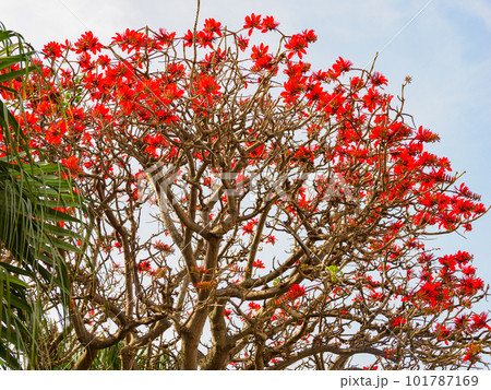 デイゴの花 デイゴの花 101787169