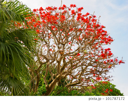 デイゴの花 101787172