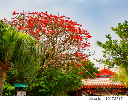 デイゴの花 デイゴの花 101787174