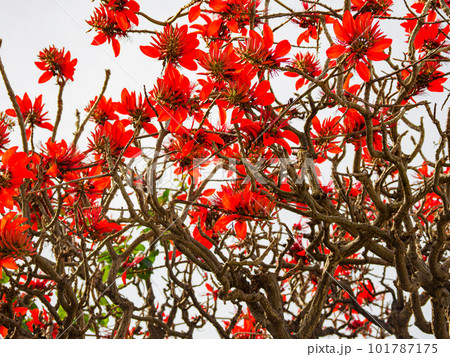 デイゴの花 101787175