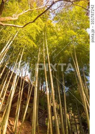 竹林 竹林 101787242