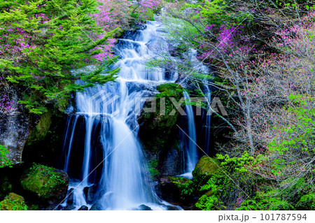 ミツバツツジと滝 101787594