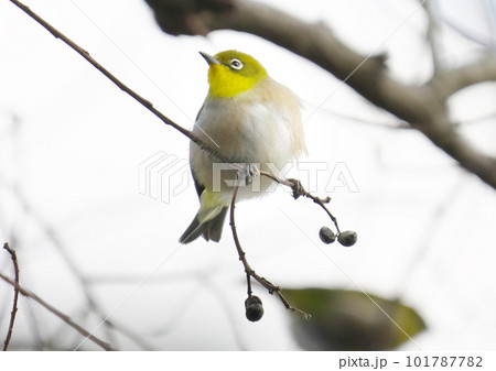 春、まだ浅い朝に実を啄みに来たメジロ 101787782