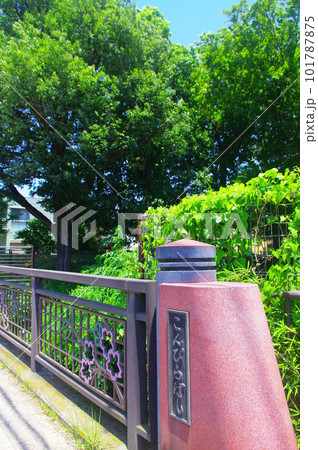 新緑の金比羅橋 101787875
