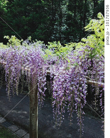 豊田市藤岡町の藤の花1 豊田市藤岡町の藤の花1 101787936