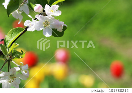 りんごの花　チューリップ背景 101788212