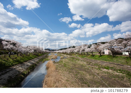 満開の夏井千本桜 101788279