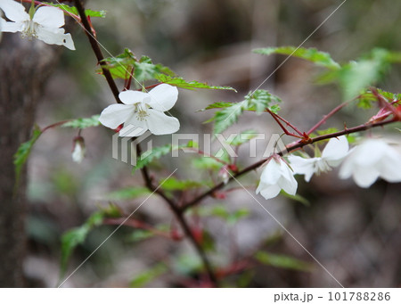 キイチゴの白い花 キイチゴの白い花 101788286
