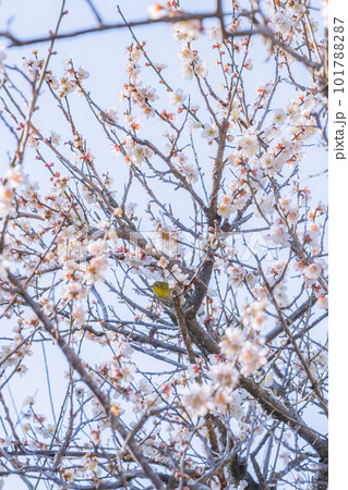 梅、メジロ、春の花 101788287