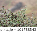 雫を抱えた新緑の木 101788342