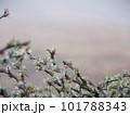新緑の木に霧の雫 101788343
