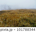 霧の中の苔と水滴 101788344