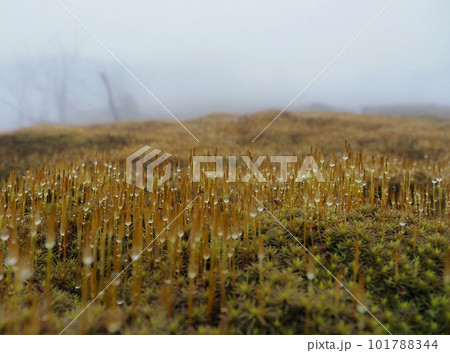 霧の中の苔と水滴 霧の中の苔と水滴 101788344