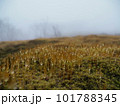 霧の中の苔と雫 101788345
