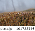 霧の中の苔と雫2 101788346