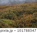 霧の中の苔と雫3 101788347