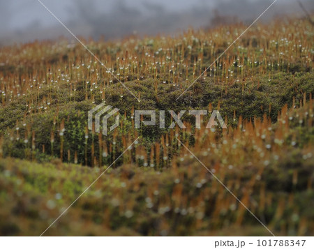 霧の中の苔と雫3 霧の中の苔と雫3 101788347