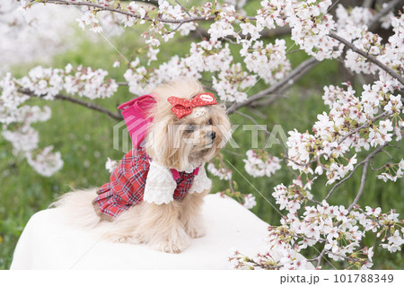 満開の桜とランドセルと微笑む犬 101788349