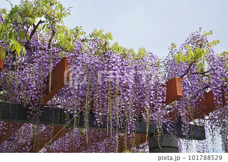 青いフジの花(春、四月) 青いフジの花(春、四月) 101788529