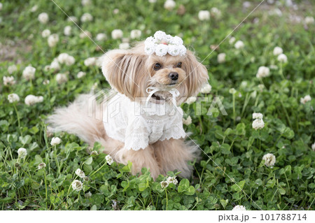 花カンムリをつけて微笑む犬 101788714
