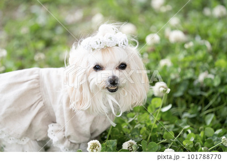 花カンムリをつけて微笑むマルプーのくるみ 花カンムリをつけて微笑むマルプーのくるみ 101788770