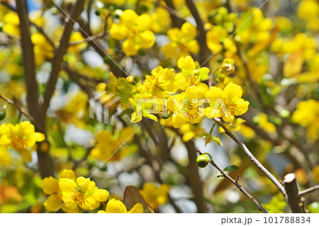 黄色いミッキーマウスノキの花（春、四月） 101788834