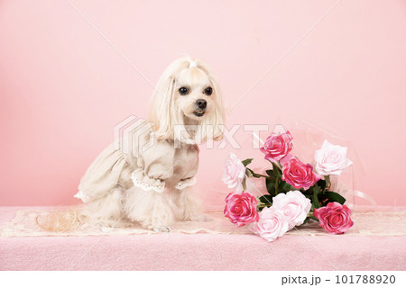 ピンクバックと薔薇の花束とマルプーのくるみ 101788920