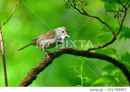 春の公園で美しい声で囀る身近な野鳥ウグイス 春の公園で美しい声で囀る身近な野鳥ウグイス 101788967