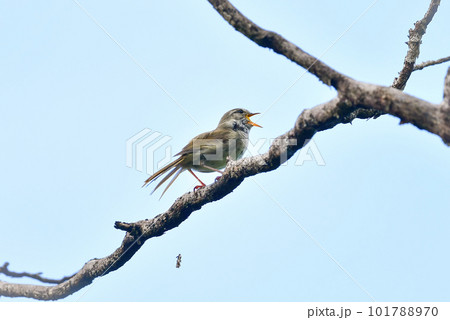 春の公園で美しい声で囀る身近な野鳥ウグイス 101788970