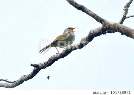 春の公園で美しい声で囀る身近な野鳥ウグイス 101788971
